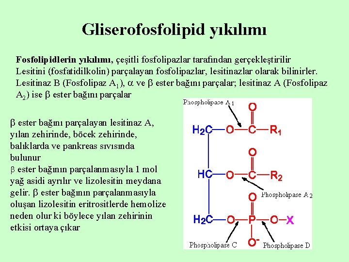 Gliserofosfolipid yıkılımı Fosfolipidlerin yıkılımı, çeşitli fosfolipazlar tarafından gerçekleştirilir Lesitini (fosfatidilkolin) parçalayan fosfolipazlar, lesitinazlar olarak