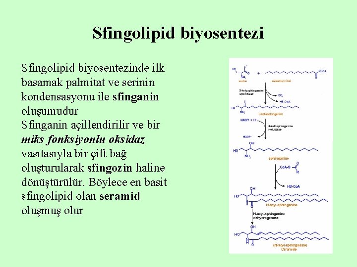 Sfingolipid biyosentezinde ilk basamak palmitat ve serinin kondensasyonu ile sfinganin oluşumudur Sfinganin açillendirilir ve