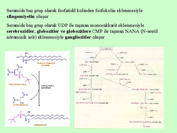 Seramide baş grup olarak fosfatidil kolinden fosfokolin eklenmesiyle sfingomiyelin oluşur Seramide baş grup olarak