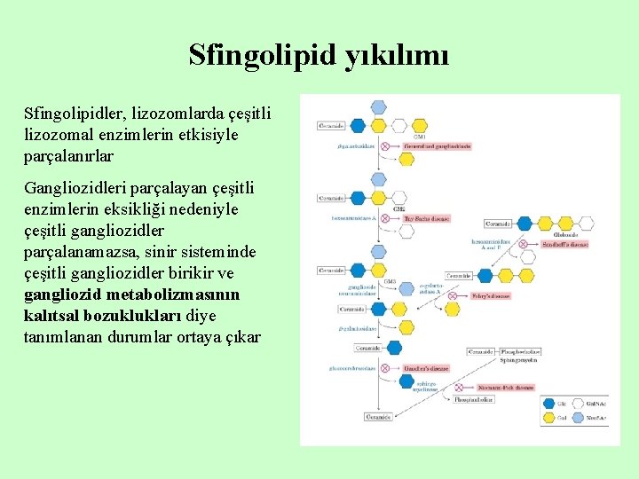 Sfingolipid yıkılımı Sfingolipidler, lizozomlarda çeşitli lizozomal enzimlerin etkisiyle parçalanırlar Gangliozidleri parçalayan çeşitli enzimlerin eksikliği