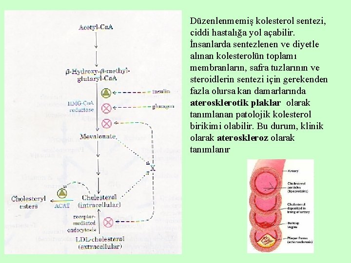 Düzenlenmemiş kolesterol sentezi, ciddi hastalığa yol açabilir. İnsanlarda sentezlenen ve diyetle alınan kolesterolün toplamı