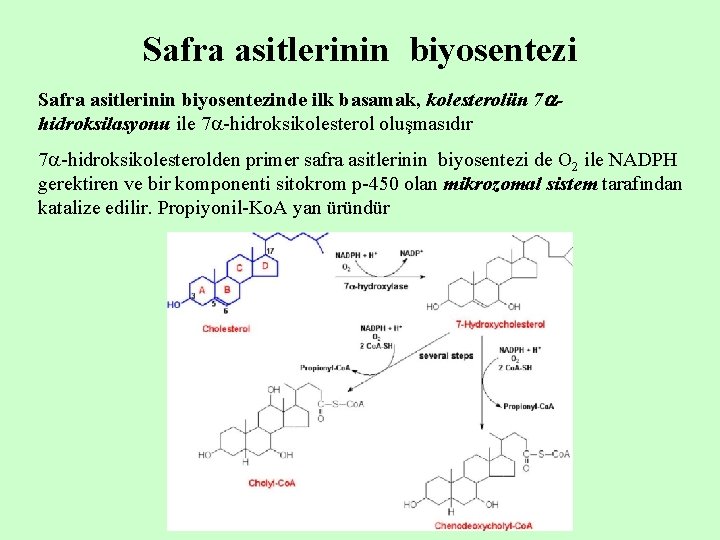 Safra asitlerinin biyosentezinde ilk basamak, kolesterolün 7 hidroksilasyonu ile 7 -hidroksikolesterol oluşmasıdır 7 -hidroksikolesterolden