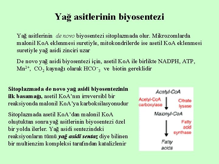 Yağ asitlerinin biyosentezi Yağ asitlerinin de novo biyosentezi sitoplazmada olur. Mikrozomlarda malonil Ko. A