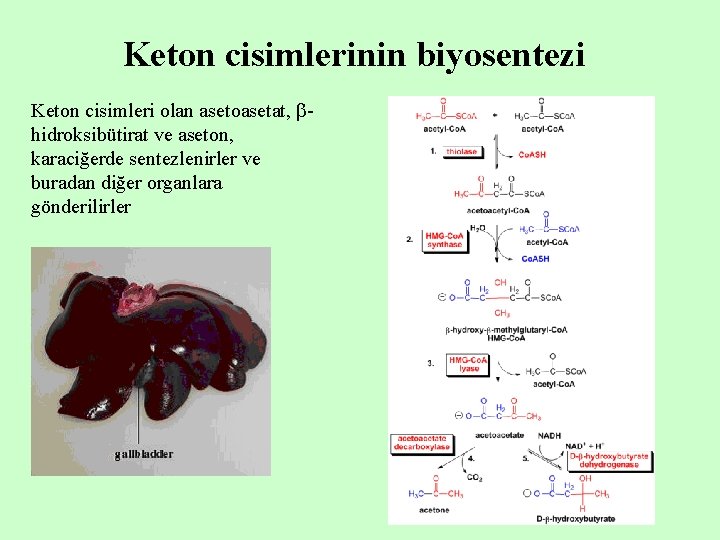 Keton cisimlerinin biyosentezi Keton cisimleri olan asetoasetat, hidroksibütirat ve aseton, karaciğerde sentezlenirler ve buradan