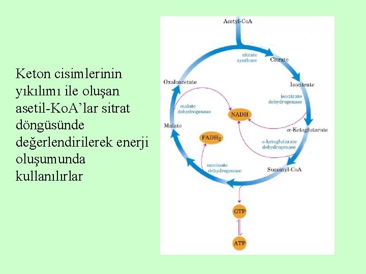 Keton cisimlerinin yıkılımı ile oluşan asetil-Ko. A’lar sitrat döngüsünde değerlendirilerek enerji oluşumunda kullanılırlar 