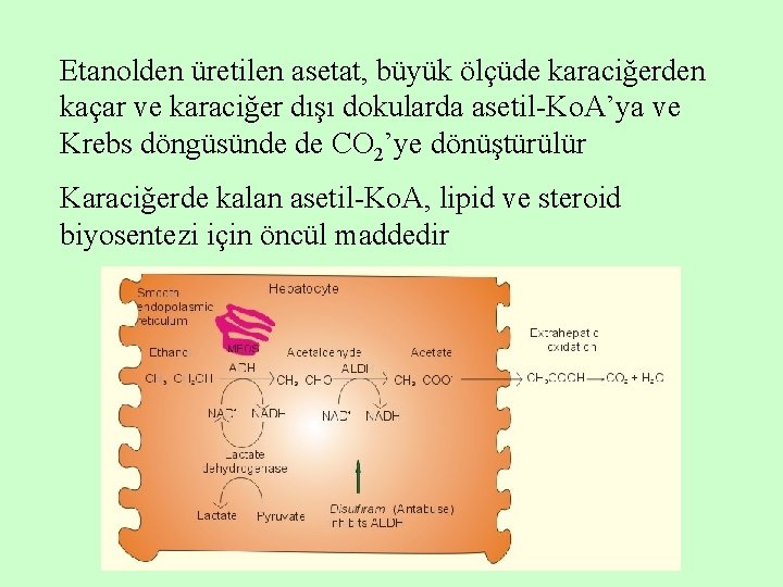Etanolden üretilen asetat, büyük ölçüde karaciğerden kaçar ve karaciğer dışı dokularda asetil-Ko. A’ya ve