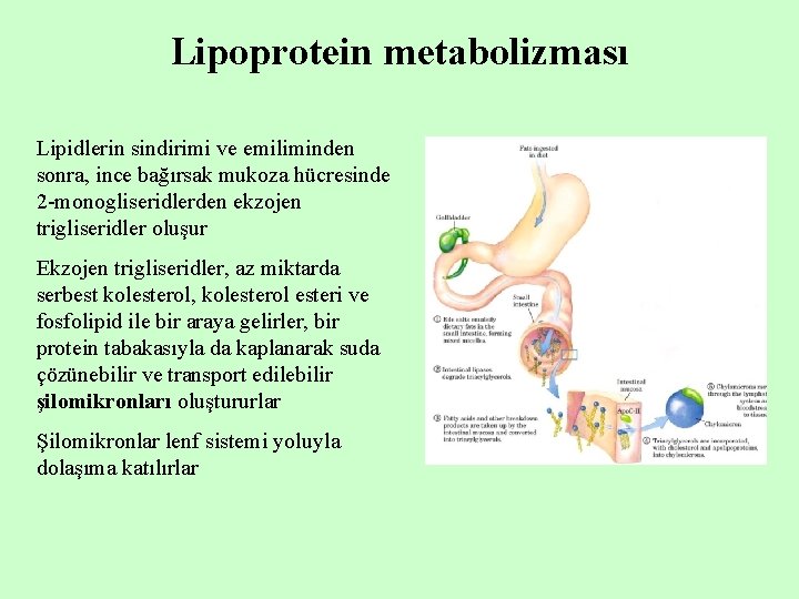 Lipoprotein metabolizması Lipidlerin sindirimi ve emiliminden sonra, ince bağırsak mukoza hücresinde 2 -monogliseridlerden ekzojen