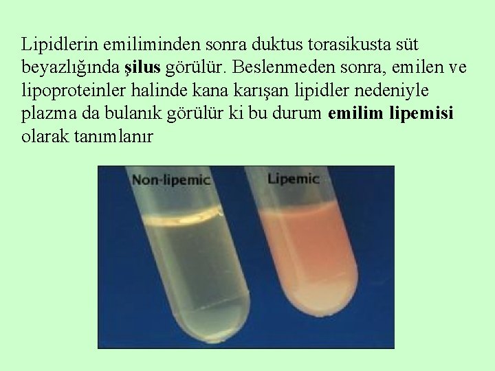 Lipidlerin emiliminden sonra duktus torasikusta süt beyazlığında şilus görülür. Beslenmeden sonra, emilen ve lipoproteinler