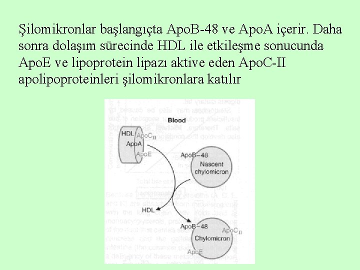 Şilomikronlar başlangıçta Apo. B-48 ve Apo. A içerir. Daha sonra dolaşım sürecinde HDL ile