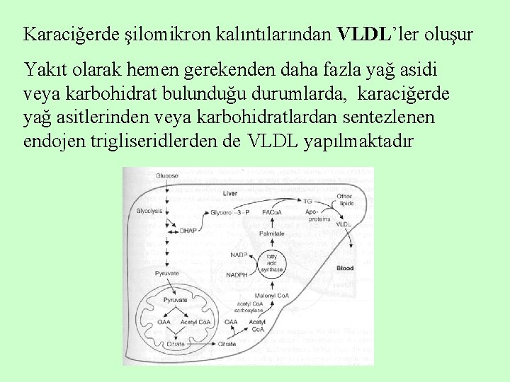 Karaciğerde şilomikron kalıntılarından VLDL’ler oluşur Yakıt olarak hemen gerekenden daha fazla yağ asidi veya