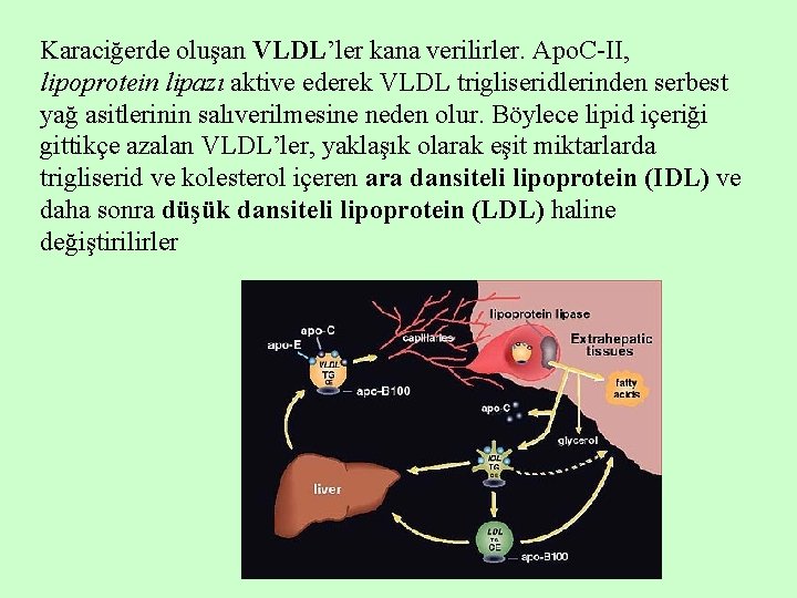 Karaciğerde oluşan VLDL’ler kana verilirler. Apo. C-II, lipoprotein lipazı aktive ederek VLDL trigliseridlerinden serbest