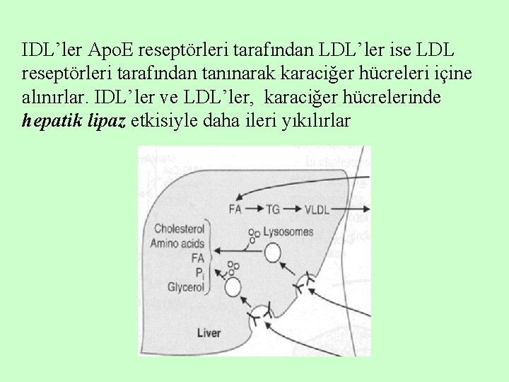 IDL’ler Apo. E reseptörleri tarafından LDL’ler ise LDL reseptörleri tarafından tanınarak karaciğer hücreleri içine