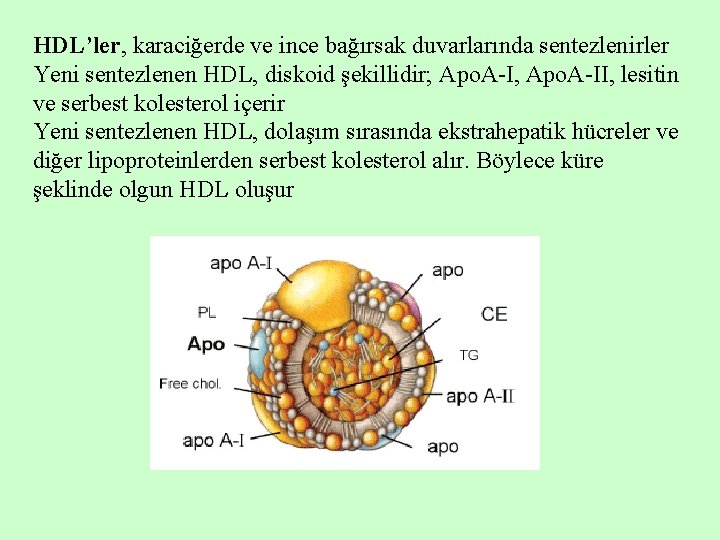 HDL’ler, karaciğerde ve ince bağırsak duvarlarında sentezlenirler Yeni sentezlenen HDL, diskoid şekillidir; Apo. A-I,