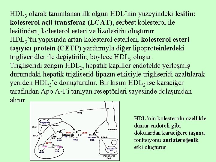 HDL 3 olarak tanımlanan ilk olgun HDL’nin yüzeyindeki lesitin: kolesterol açil transferaz (LCAT), serbest