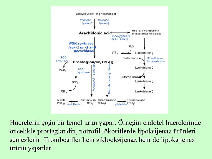 Hücrelerin çoğu bir temel ürün yapar. Örneğin endotel hücrelerinde öncelikle prostaglandin, nötrofil lökositlerde lipoksijenaz