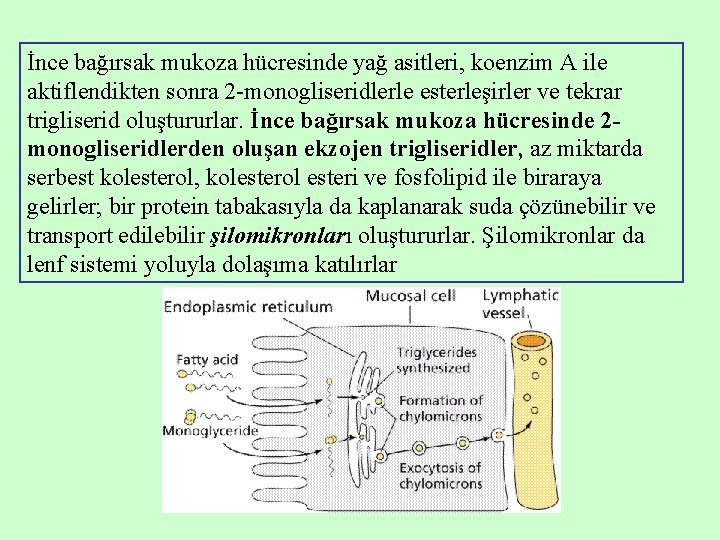 İnce bağırsak mukoza hücresinde yağ asitleri, koenzim A ile aktiflendikten sonra 2 -monogliseridlerle esterleşirler