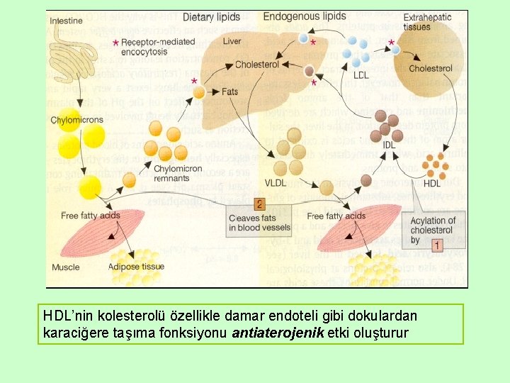 HDL’nin kolesterolü özellikle damar endoteli gibi dokulardan karaciğere taşıma fonksiyonu antiaterojenik etki oluşturur 