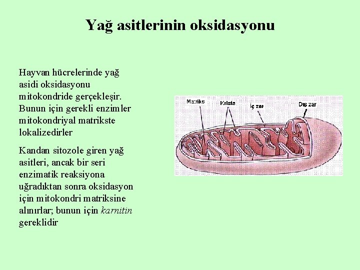 Yağ asitlerinin oksidasyonu Hayvan hücrelerinde yağ asidi oksidasyonu mitokondride gerçekleşir. Bunun için gerekli enzimler