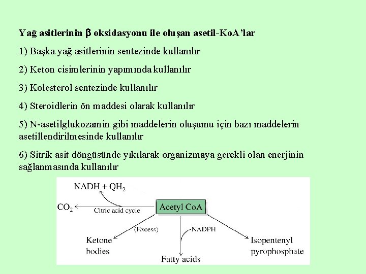 Yağ asitlerinin oksidasyonu ile oluşan asetil-Ko. A’lar 1) Başka yağ asitlerinin sentezinde kullanılır 2)