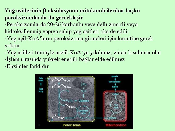 Yağ asitlerinin oksidasyonu mitokondrilerden başka peroksizomlarda da gerçekleşir -Peroksizomlarda 20 -26 karbonlu veya dallı