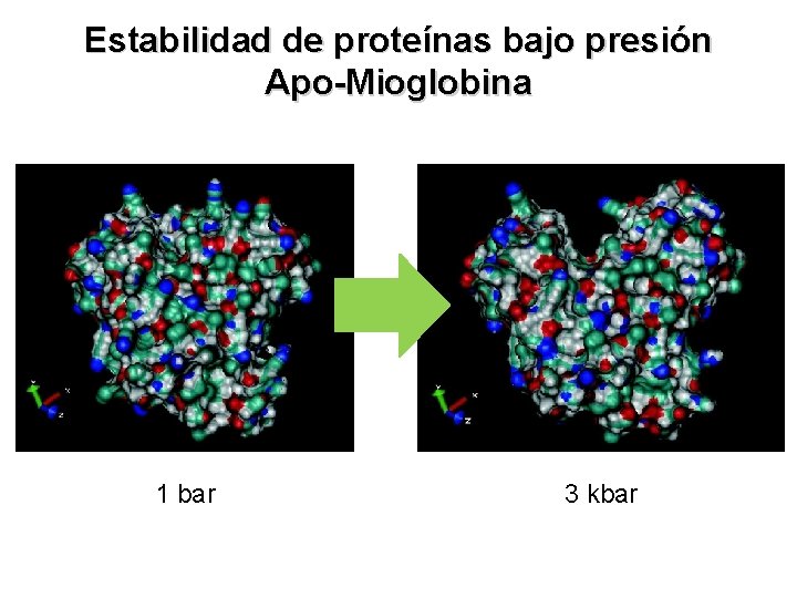 Estabilidad de proteínas bajo presión Apo-Mioglobina 1 bar 3 kbar 