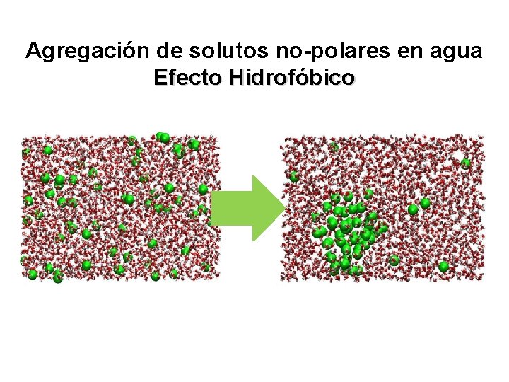 Agregación de solutos no-polares en agua Efecto Hidrofóbico 