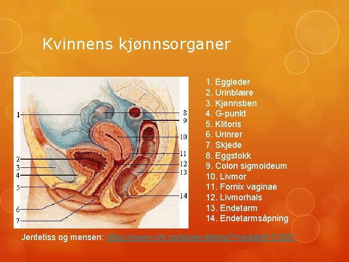 Kvinnens kjønnsorganer 1. Eggleder 2. Urinblære 3. Kjønnsben 4. G-punkt 5. Klitoris 6. Urinrør