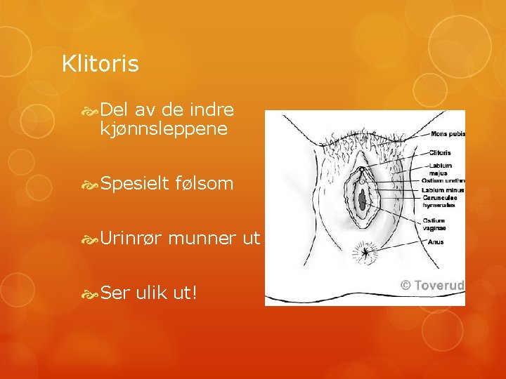 Klitoris Del av de indre kjønnsleppene Spesielt følsom Urinrør munner ut Ser ulik ut!