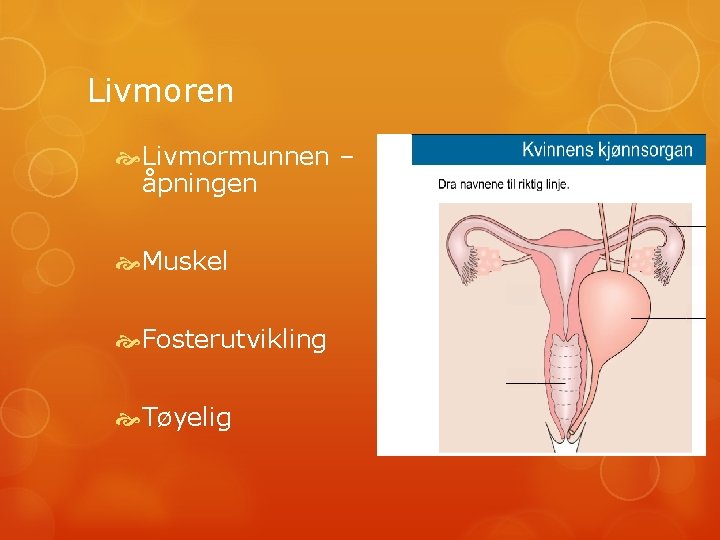 Livmoren Livmormunnen – åpningen Muskel Fosterutvikling Tøyelig 