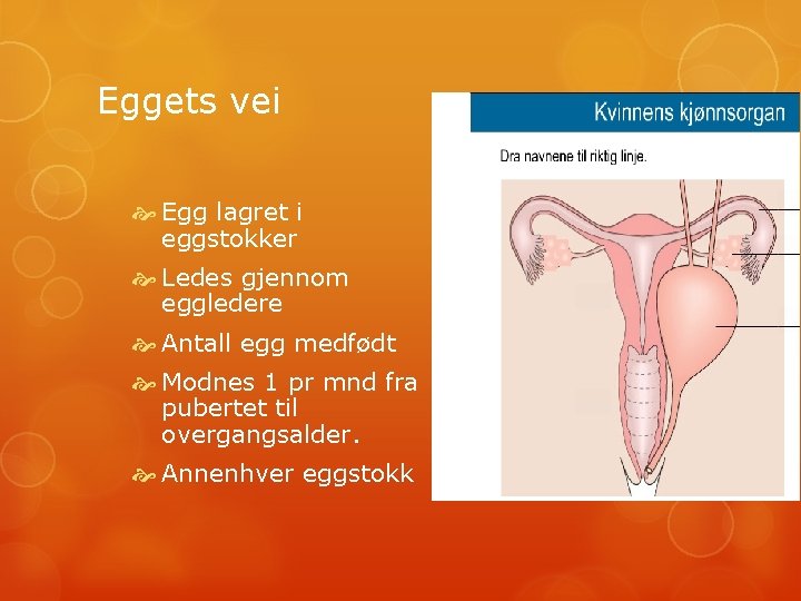 Eggets vei Egg lagret i eggstokker Ledes gjennom eggledere Antall egg medfødt Modnes 1