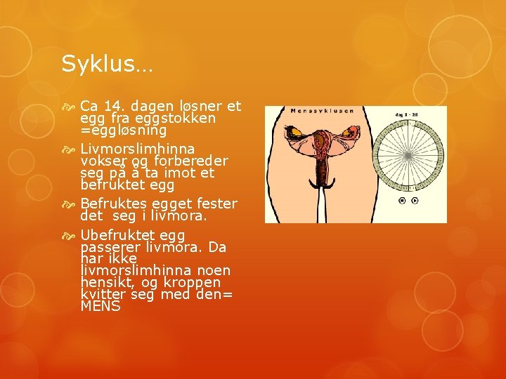 Syklus… Ca 14. dagen løsner et egg fra eggstokken =eggløsning Livmorslimhinna vokser og forbereder