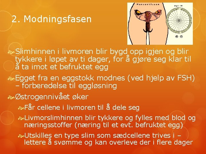 2. Modningsfasen Slimhinnen i livmoren blir bygd opp igjen og blir tykkere i løpet