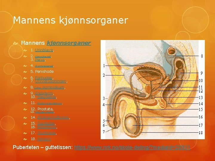 Mannens kjønnsorganer 1. Urinblære, 2. Kjønnsbeinet, 3. Penis, 4. Svamplegemet, 5. Penishode 6. Forhuden,