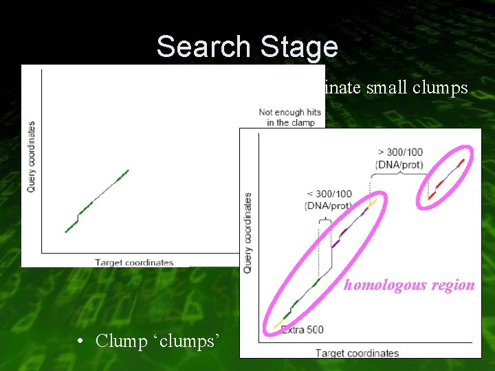 Search Stage • Eliminate small clumps homologous region • Clump ‘clumps’ 