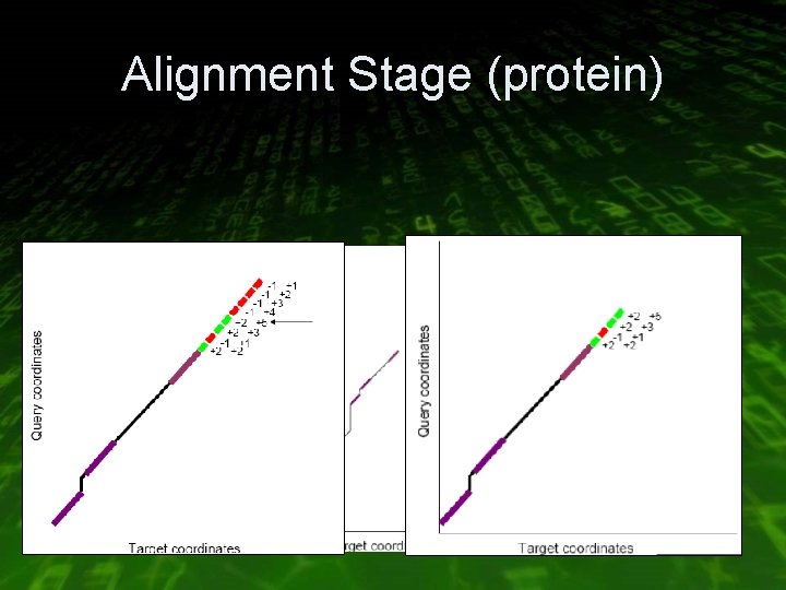 Alignment Stage (protein) 