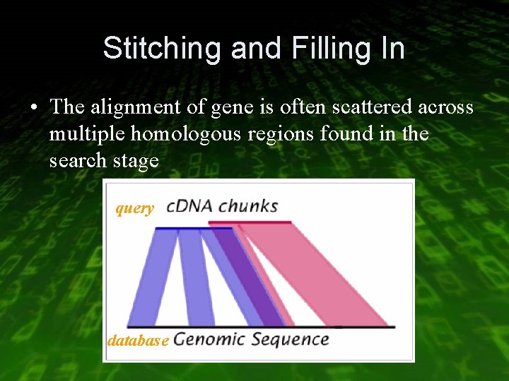 Stitching and Filling In • The alignment of gene is often scattered across multiple