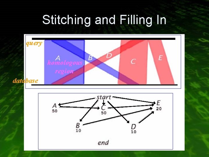 Stitching and Filling In query homologous region database 