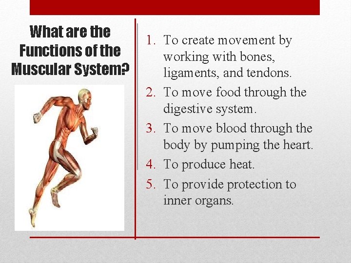 What are the Functions of the Muscular System? 1. To create movement by working