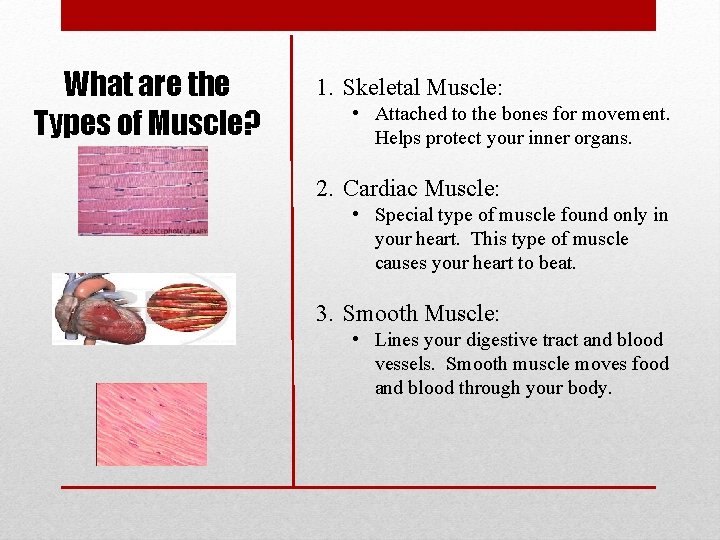 What are the Types of Muscle? 1. Skeletal Muscle: • Attached to the bones