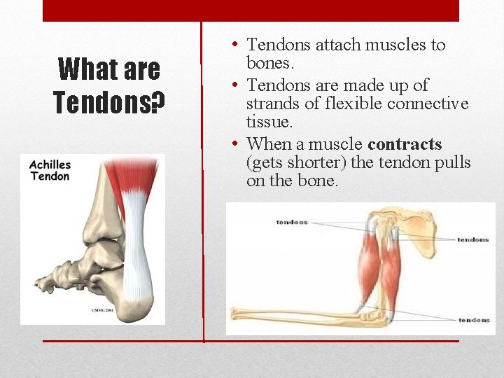 What are Tendons? • Tendons attach muscles to bones. • Tendons are made up