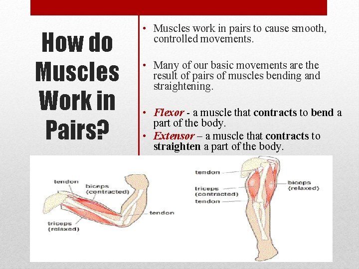 How do Muscles Work in Pairs? • Muscles work in pairs to cause smooth,