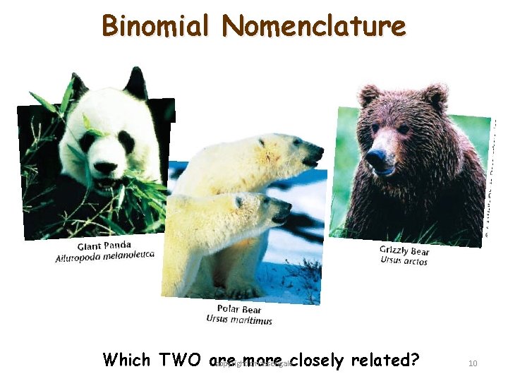 Binomial Nomenclature Which TWO are more copyright cmassengaleclosely related? 10 