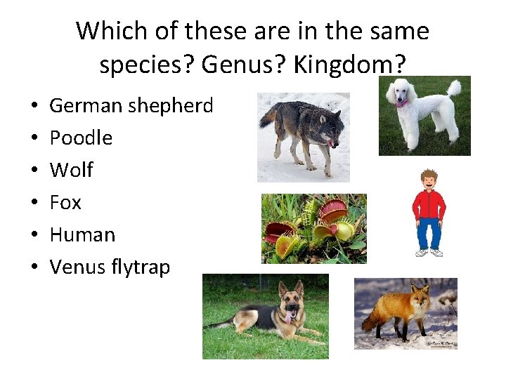 Which of these are in the same species? Genus? Kingdom? • • • German