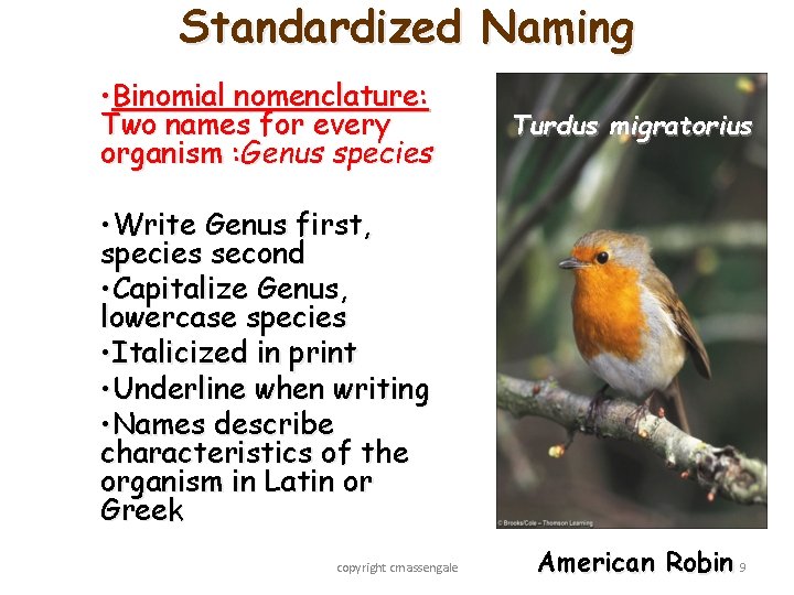 Standardized Naming • Binomial nomenclature: Two names for every organism : Genus species Turdus