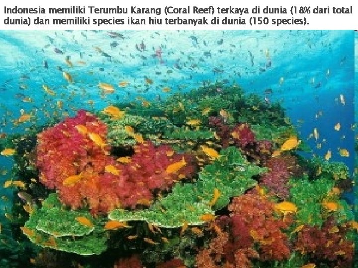 Indonesia memiliki Terumbu Karang (Coral Reef) terkaya di dunia (18% dari total dunia) dan