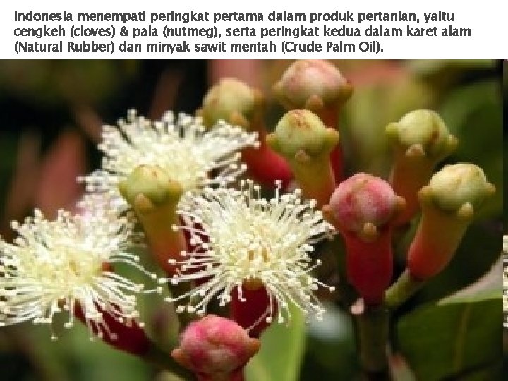 Indonesia menempati peringkat pertama dalam produk pertanian, yaitu cengkeh (cloves) & pala (nutmeg), serta
