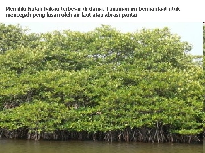Memiliki hutan bakau terbesar di dunia. Tanaman ini bermanfaat ntuk mencegah pengikisan oleh air