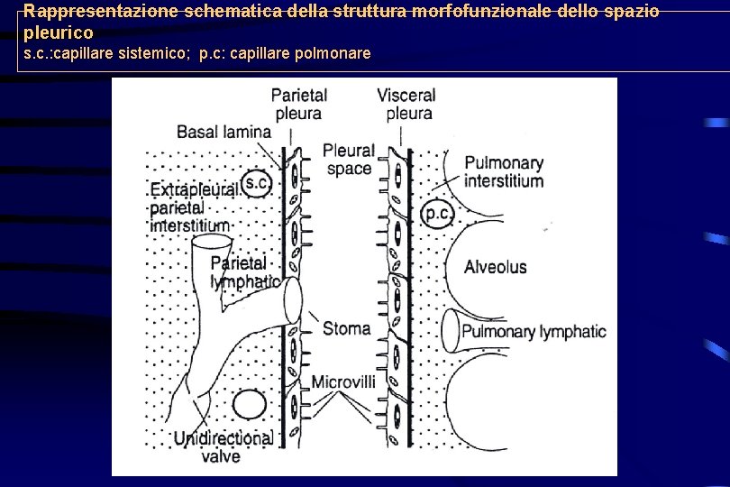 Rappresentazione schematica della struttura morfofunzionale dello spazio pleurico s. c. : capillare sistemico; p.