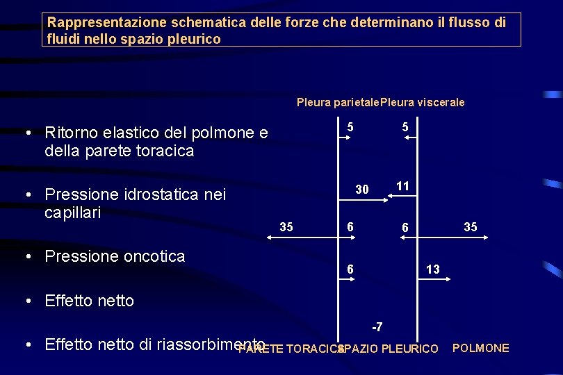 Rappresentazione schematica delle forze che determinano il flusso di fluidi nello spazio pleurico Pleura