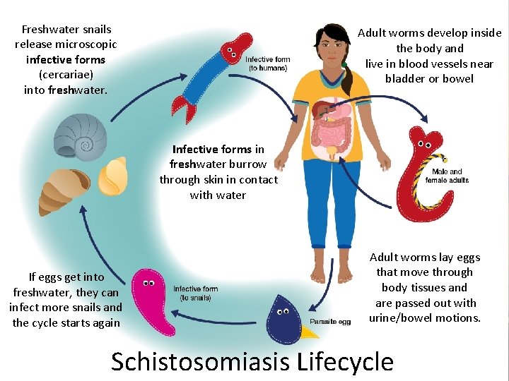 Schistosomiasis Bilharzia A Resource for Schools and Other